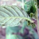 Spiracantha cornifolia Leaf