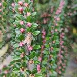 Cotoneaster horizontalisफूल