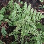 Adiantum hispidulum Blatt