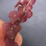 Stelis superbiens Bloem