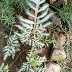 Pteris quadriaurita Hostoa