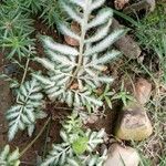 Pteris quadriaurita Leaf