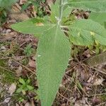 Buddleja stachyoides Yaprak