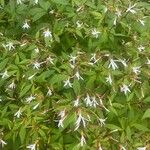 Gillenia trifoliata Cvet