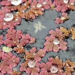 Azolla filiculoides Blad