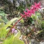 Aechmea gamosepala Flor