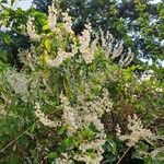 Fallopia aubertiiFlor