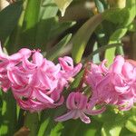 Hyacinthus orientalisFlors