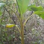 Musa velutina Hábito