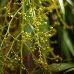 Dracaena cambodiana Fruit