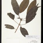 Rhodothyrsus macrophyllus Frunză