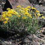 Acamptopappus shockleyi Fleur