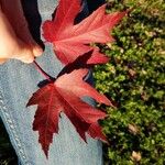 Acer × freemanii পাতা