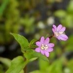 Epilobium alsinifolium Flor