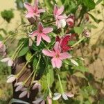 Combretum indicum Flor