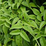 Jasminum polyanthum পাতা