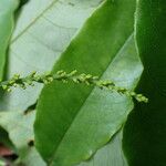 Sclerocroton cornutus Λουλούδι