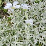 Cerastium candidissimum