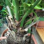 Phoenix canariensis Casca