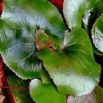 Galax urceolata Blad