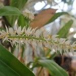 Coelogyne glumacea ശീലം