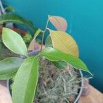 Litchi chinensis Leaf