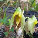 Catasetum macrocarpum Flower