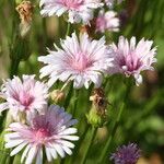 Crepis rubra Fleur