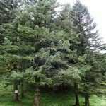 Abies nebrodensis Alia