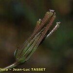 Scandix australis 果實