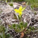 Helianthemum salicifolium Лист