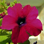 Petunia integrifolia Květ