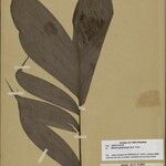 Bactris gastoniana Hoja