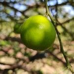 Citrus × limon Hedelmä