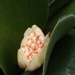 Haemanthus albiflos Lorea