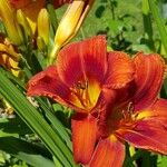 Hemerocallis minor Flors