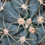 Ferocactus pottsii List