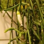 Rhipsalis cereuscula Flor