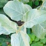 Elaeagnus commutata Blatt