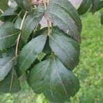 Fraxinus angustifolia Lapas