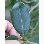 Sideroxylon borbonicum Yaprak