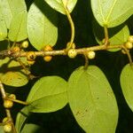 Ficus colubrinae Leaf