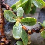 Salix retusa List