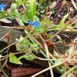 Commelina communis Pokrój