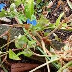 Commelina communis Yeri