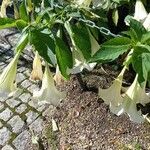 Brugmansia suaveolensŽiedas