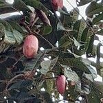 Dacryodes edulis Fruit