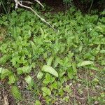 Ophioglossum vulgatum Habit