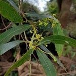 Ocotea acutifolia Flor