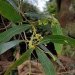 Ocotea acutifolia Λουλούδι